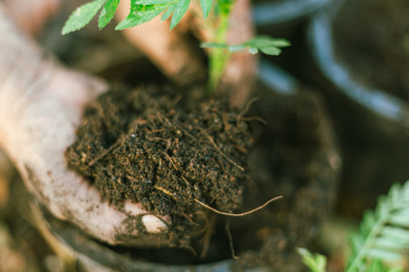 Close up hands holding young plant with soil.の写真素材