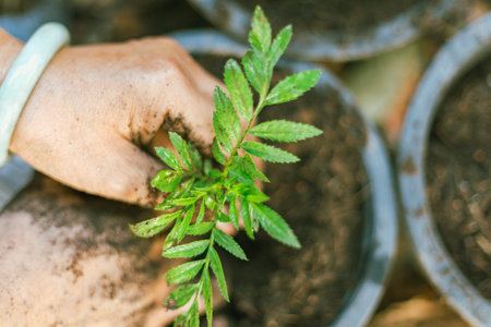 Close up hands holding young plant with soil.