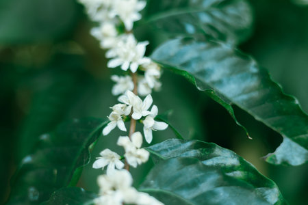 Close up coffee blossom, selective focus