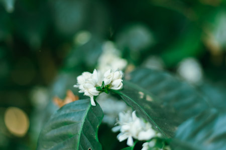 Close up coffee blossom, selective focus