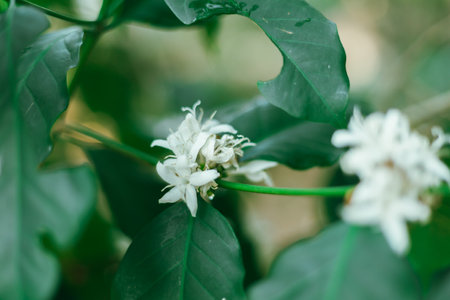 Close up coffee blossom, selective focusの写真素材