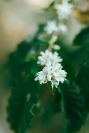 Close up coffee blossom, selective focusの写真素材