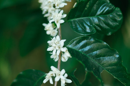 Close up coffee blossom, selective focusの写真素材