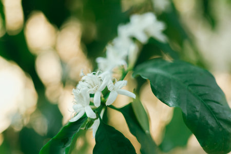 Close up coffee blossom, selective focusの写真素材