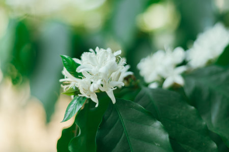 Close up coffee blossom, selective focusの写真素材
