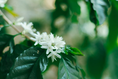 Close up coffee blossom, selective focus