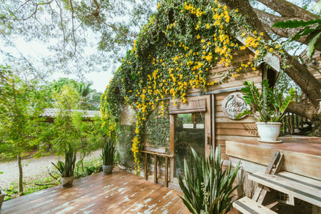 Wood house with yellow flower bloomの写真素材