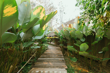 Local wooden house with tropical garden in Thailand.の写真素材