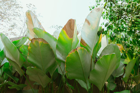 Greenery topical garden and plantの写真素材