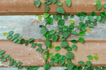 Green Ivy fresh leaves on the wall, Blackground and textureの写真素材