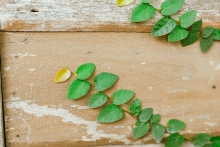 Green Ivy fresh leaves on the wall, Blackground and textureの写真素材