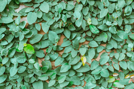 Green Ivy fresh leaves on the wall, Blackground and textureの写真素材