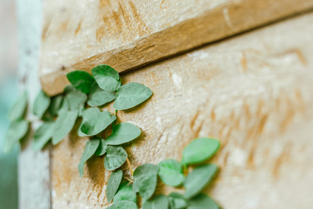 Green Ivy fresh leaves on the wall, Blackground and textureの写真素材