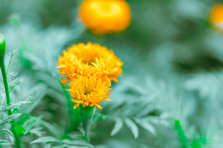 Close up Marigold flowers famous flower in Thailandの写真素材