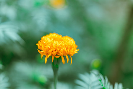 Close up Marigold flowers famous flower in Thailandの写真素材