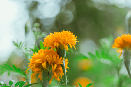 Close up Marigold flowers famous flower in Thailandの写真素材