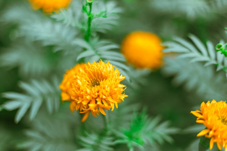 Close up Marigold flowers famous flower in Thailandの写真素材