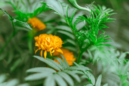 Close up Marigold flowers famous flower in Thailandの写真素材