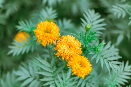 Close up Marigold flowers famous flower in Thailandの写真素材
