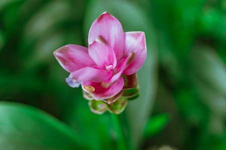 Beautiful pink Krachiao flowers in forest national parkの写真素材