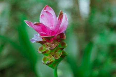 Beautiful pink Krachiao flowers in forest national parkの写真素材