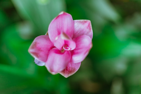 Beautiful pink Krachiao flowers in forest national parkの写真素材