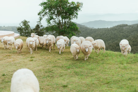 Akha Farmville, the only sheep farm of Doi Chang, Chiang Rai, is located on the top of the mountain