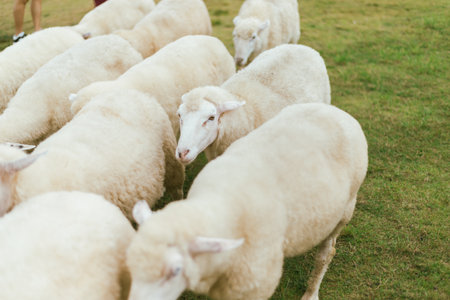 A sheep farm in Chiang Rai, located on the top of the mountainの写真素材