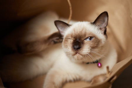 Close up cute siamese cat, selective focusの写真素材