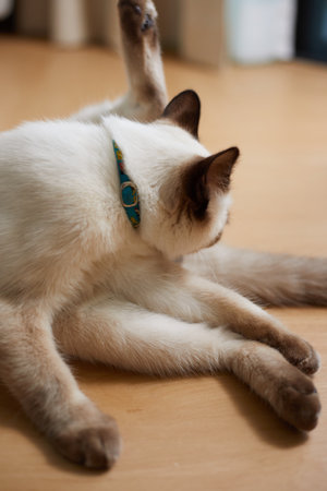 Close up cute siamese cat, selective focusの写真素材