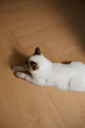 Close up cute cat, selective focusの写真素材