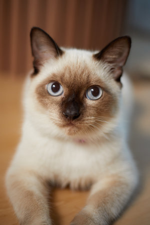 Close up cute siamese cat, selective focusの写真素材