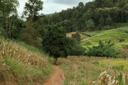 Beautiful step of rice terrace at Baan Likhai, Chiang Rai, Thailandの写真素材
