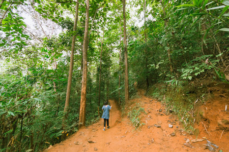 Back view of young female traveler with trekking sticks in thailand forestの写真素材