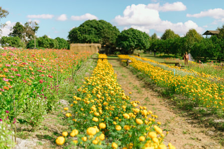 Garden of a lot of flower in chiang rai , Thailandの写真素材