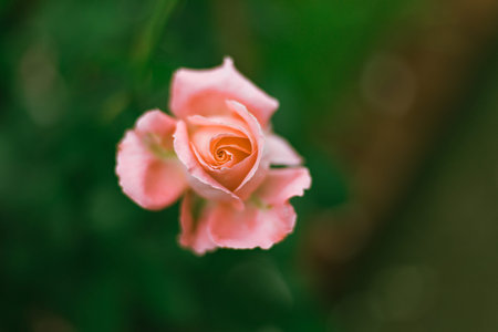 Close up Flower Rose in garden, winter