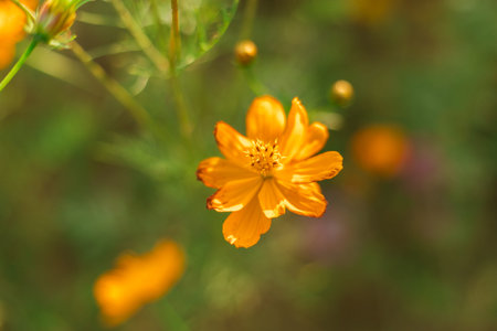 Flowers cosmos of Chiang Rai. Thailand