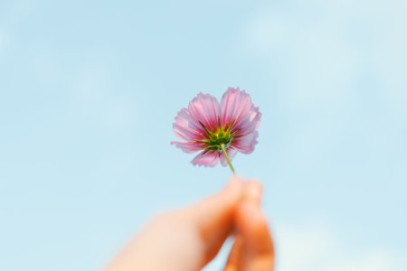 Flowers cosmos of Thailand