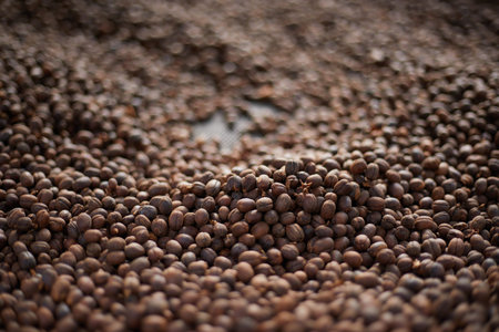 Raw coffee beans, coffee drying process on shelf natural sunlight plantation at factory community north of Chiang Rai Thailand,selective focusの写真素材