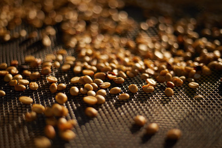 Raw coffee beans, coffee drying process on shelf natural sunlight plantation at factory community north of Chiang Rai Thailand,selective focusの写真素材