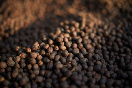 Raw coffee beans, coffee drying process on shelf natural sunlight plantation at factory community...