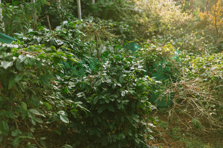 Coffee tree in coffee plantation in agriculture farm on Pang Khon village , Chiang Rai province of Thailand.の写真素材