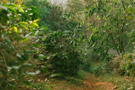 Coffee tree in coffee plantation in agriculture farm on Pang Khon village , Chiang Rai province of Thailand.の写真素材