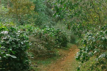 Coffee tree in coffee plantation in agriculture farm on Pang Khon village , Chiang Rai province of Thailand.の写真素材