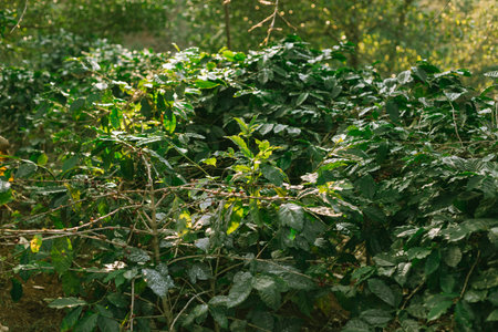Coffee tree in coffee plantation in agriculture farm on Pang Khon village , Chiang Rai province of...
