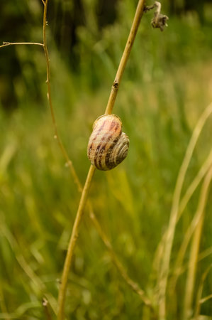 Snail crawling at the ground meeting with ant race. snail on the groundの写真素材