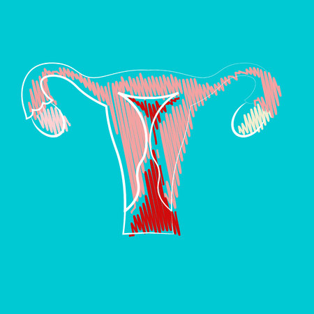 Uterus with ovary, cervix, fallopian tubes isolated on background. Female reproductive system. Healthy womb. Gynecology, anatomy concept. Human internal organs. Vector illustration. Flat style designのイラスト素材