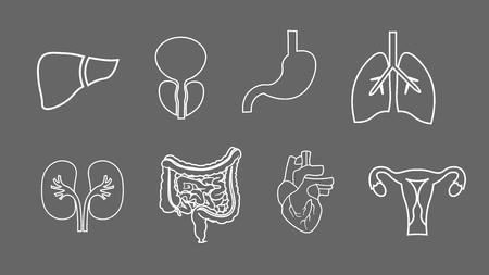 human organs set. Anatomy of body. Reproductive system, Lungs, Uterus, stomach heart liver illustrationsのイラスト素材