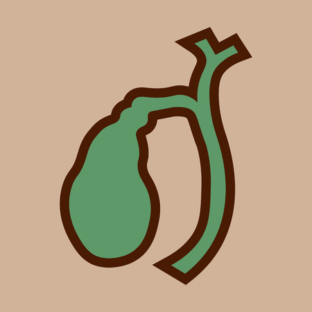 Medical Illustration of Human gallbladder anatomy. 10 epsのイラスト素材