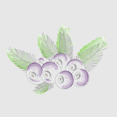 Background Acai Berries with Acai Palm watercolor stylization 10 epsのイラスト素材